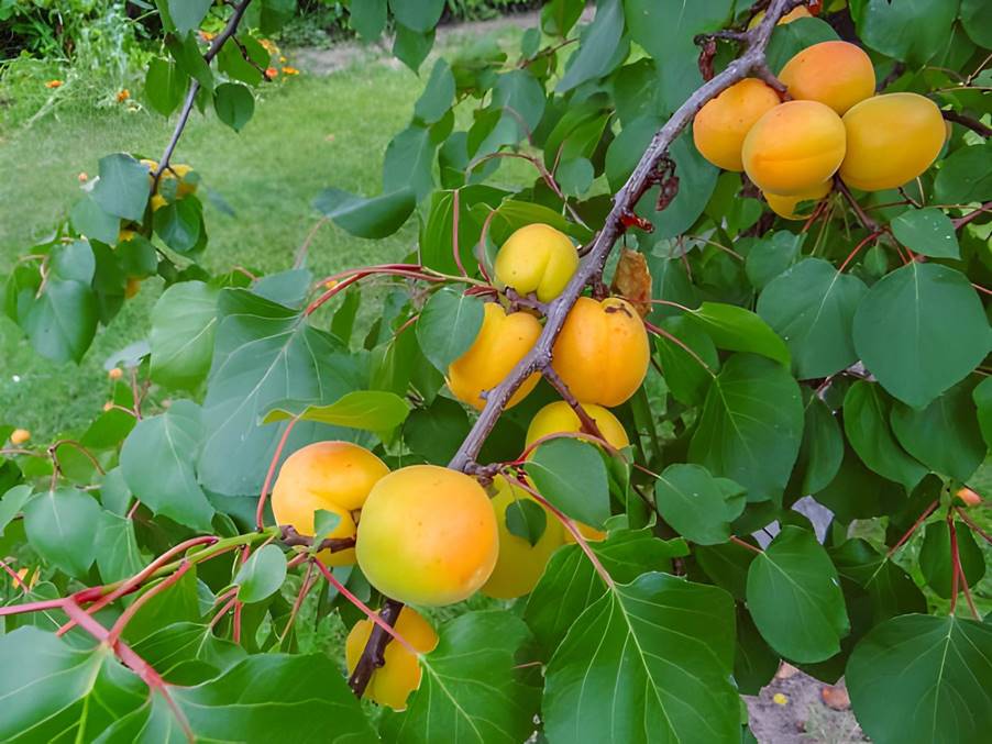 How Can You Grow Apricots in New Zealand?